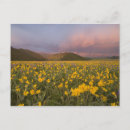 Search for rain forest horizontal postcards Mountain