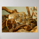 Search for gerbils posters Rodent