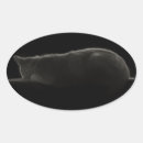 Search for sleeping photography Cat