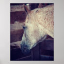 Search for stalls posters Horse