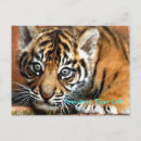 Search for sumatran postcards Tiger
