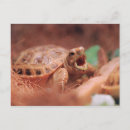Search for tortoises postcards Cute
