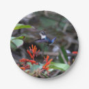 Search for hummingbird plates Exotic