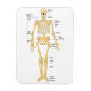 Search for skeleton bones magnets Anatomy