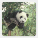 Search for tree climbing stickers Animal