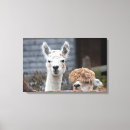 Search for alpaca canvas prints Cute