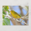 Search for warbler horizontal postcards Tree
