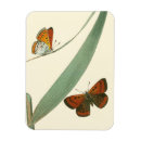Search for flutter magnets Butterflies