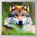 Search for wolf head posters Wildlife