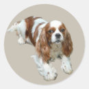 Search for cavalier king charles stickers Spaniel