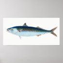 Search for mackerel posters Vintage