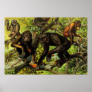 Search for squirrel monkey posters Forest