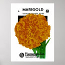 Search for marigold posters Vintage