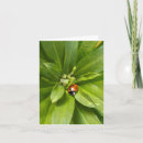 Search for ladybug note cards Insect