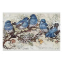 Search for feathered birds posters Songbird