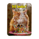 Search for funny magnets Cute