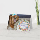 Search for ruby cavalier king charles spaniel Birthday