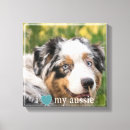 Search for aussie canvas prints Animal