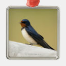 Search for swallow christmas tree decorations Nature
