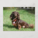 Search for miniature long haired dachshunds postcards Zwergteckel