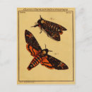Search for entomology postcards Illustration