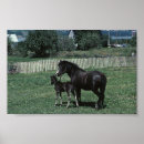 Search for mares posters Equine