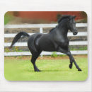 Search for arabian stallion electronics Equine