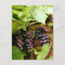 Search for grape postcards Fruit