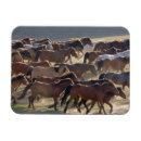 Search for horse ranch magnets Meadow
