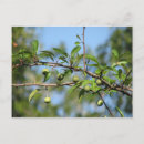 Search for native plants postcards Photograph