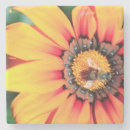 Search for pollen coasters Daisy