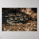 Search for constrictor posters Animal