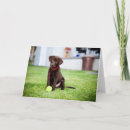 Search for chocolate labrador retriever cards Animal