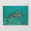 Search for turtle horizontal postcards Photography