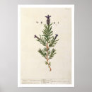 Search for blackwell posters Pre 19th