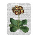 Search for auricula Flowers