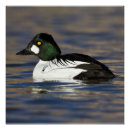 Search for drake art Animal