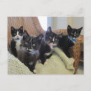 Search for black and white kitten invitations Pets