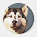 Search for poly magnets Dog
