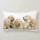 Search for labrador cushions cute