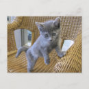 Search for tortoiseshell postcards Kitten