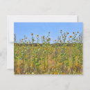 Search for sunflower lover postcards Nature