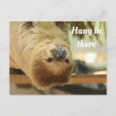 Search for sloths postcards Hang in there