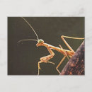 Search for mantids postcards Insect