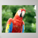 Search for bird scarlet macaw parrot art Feathers