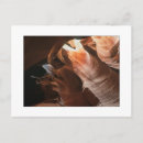 Search for antelope horizontal postcards Sandstone