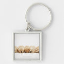 Search for golden retriever accessories Animals