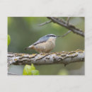 Search for nuthatch postcards Feathers