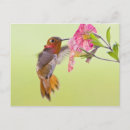 Search for animals of north america postcards Bird