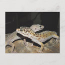 Search for lizard lover postcards Gecko